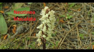 Neotinea maculata the dense flowered orchid by Theo [upl. by Avi524]