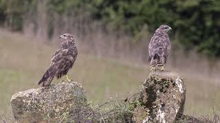 Rapaces et Passereaux de Navarre [upl. by Gilbertine810]