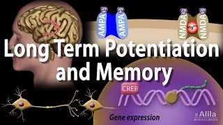 Long Term Potentiation and Memory Formation Animation [upl. by Fleming399]