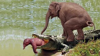 Mother Elephant attacks Crocodile very hard to save her baby Wild Animals Attack [upl. by Odo]