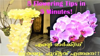 Orchid Flowering Tips in 5 Minutes In Malayalam [upl. by Aisad300]