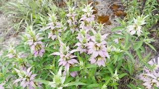 Mondays with Martha 164  Horsemint [upl. by Keppel]