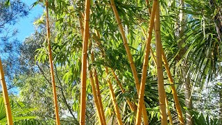 Phyllostachys vivax aureocaulis au jardin [upl. by Holladay]