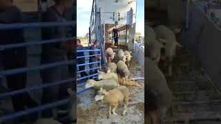 İL DE FRANCE KOYUNLAR ÜLKEYE GİRDİ farming animals [upl. by Enywad]