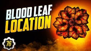 Fallout 76 Refugees Guide Blood Leaf Location [upl. by Nye529]