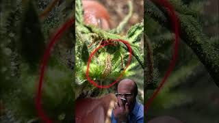 Message to the caterpillars 🤣 subscribe garden seeds funny [upl. by Bremble]