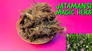 Jatamansi for Hair Growth Stress amp Premature Greying  What Is Jatamansi [upl. by Ahsiemal859]