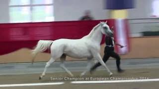 shagya arabian mare KOHEILAN ORANZS P [upl. by Dalis]