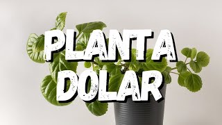 Planta Dolar Saiba Tudo Sobre Essa Planta [upl. by Rann]