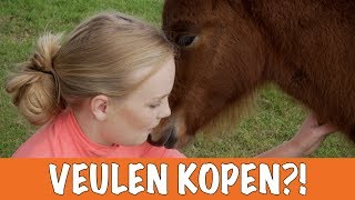 Kijk DIT voordat je een veulen koopt  PaardenpraatTV [upl. by Idroj]