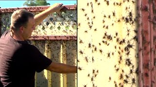 Thousands of Spiders Flee Floods in Australia [upl. by Weisbart]