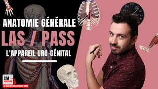 ANATOMIE GENERALE 🦴  Lappareil urogénital rein pyramides de malpighi uretère vessie [upl. by Akemahs]