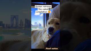 Golden retriever funny compilation [upl. by Koo]