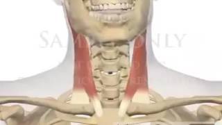 Function of Sternocleidomastoid SCM muscle [upl. by Aisa]