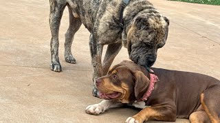 MASTIFF X BULLY PUPPIES [upl. by Rehteh]