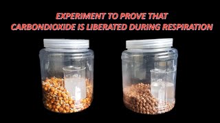 Experiment to prove that CO2 is liberated during respiration [upl. by Ajad798]