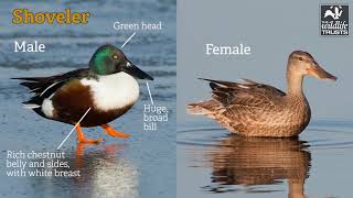 How to identify dabbling ducks [upl. by Fonda]