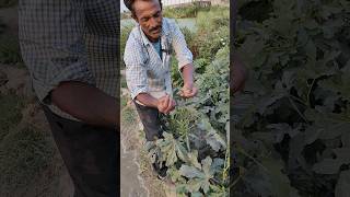 भिंडी की खेती में समस्या।। ladyfinger farming 🌾🌾india kisanchanel [upl. by Inar]