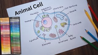 Animal Cell Diagram  Label Diagram Of Animal Cell  Science Drawing [upl. by Prady]