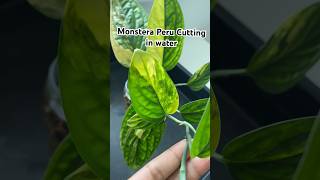 Monstera Cutting in Water😍💚monstera indoorplants houseplants gardening [upl. by Melonie]