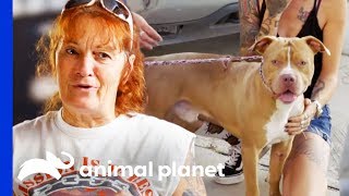 Pit Bull Hit By Car Reunited With His Owners  Pit Bulls amp Parolees [upl. by Lebam]