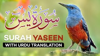 Surah Yasin  Yaseen  with Urdu Translation  Quran Tilawat Beautiful Voice  Hindi Tarjuma [upl. by Fritzie71]