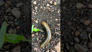 Millipede entering the hole millipede shortvideos shorts animal fypシ゚ fyp [upl. by Anelis]