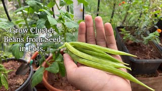 Growing Cluster Beans from Seed in Pots [upl. by Dixil]