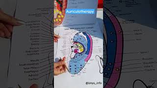 bnys2022 bnys naturopathy auriculotherapy bnyspractical scienceexhibition shorts short [upl. by Asiret]