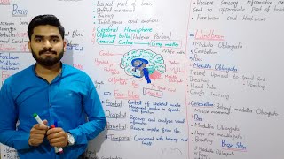 Brain Class 10 By MrHadi  Brain In Urdu Hindi Class 10  Chapter No 12  Coordination And Control [upl. by Nemrak860]