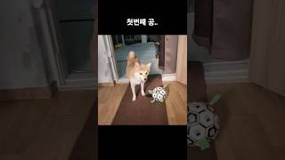 피곤한 나에게 놀자고 다가온 강아지 해결방법 shorts dog funny puppy cute [upl. by Nnep]