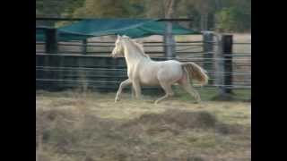 Picaro PM Jan 2013wmv [upl. by Bennie212]