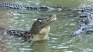 Nourrissage des Crocodiles  La ferme aux crocodiles  Pierrelatte Drôme  France [upl. by Amuh]