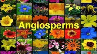 Angiosperms Flowering Plants [upl. by Menon527]