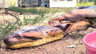 Python Anaconda FIGHT over LIVE Squirrel  Eaten by Winner [upl. by Yenal300]