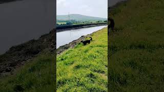 Messing about by the River Ouse dog england peace happytail [upl. by Edmond]