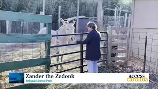 Meet Zander the Zedonk at Hollywild [upl. by Viridissa408]