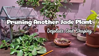 Pruning Another Jade Plant  Defoliate And Shaping Into A Tree [upl. by Delanos112]