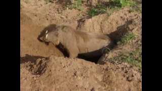 Warthog Digging a Burrow [upl. by Yasdnil]