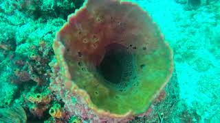 Burrfish Stingray Eagle Rays Turtle and More Fred Pier Dive [upl. by Jeroma]