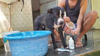 Dog take bathing and Colgate video dog pitbulldog labrador doberman germanshepherd animals [upl. by Marcoux226]