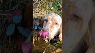 🍁 SETTER INGLESE DOG PUPPY 🐶 in the MOUNTAIN ⛰️ tras las becadas ♥️ [upl. by Hermosa]