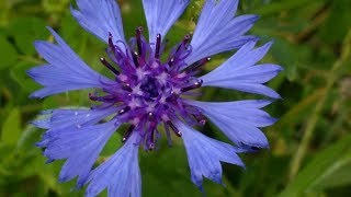 Fiordaliso Centaurea Cyanus medicinal plant [upl. by Eelrebmik]