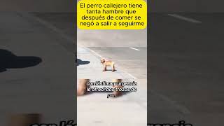 El perro callejero tiene tanta hambre que shorts emotionalstory realstory story pets stories [upl. by Ahtnammas]