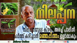 Nilapana നിലപ്പനയുടെ കിഴങ്ങ് അരച്ച് പാലിൽ ചേർത്ത് കഴിച്ചാൽ മഞ്ഞപ്പിത്തം ഇല്ലാതാകും Gopu Kodungallur [upl. by Anahpos]