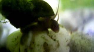 Bithynia tentaculata 1 juli 2010 2wmv [upl. by Odnamra801]