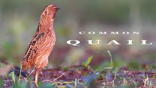 Common Quail bird sounds [upl. by Eldrida]