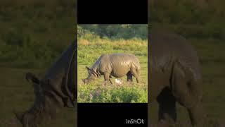 The pride of assam one horned Rhino RHINOCRUNCH assam kaziranganationalpark viralvideo [upl. by Arvell766]