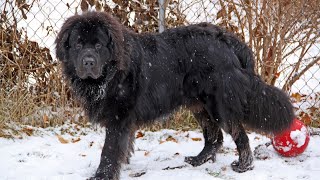 Getting to Know Your Newfoundland Dog Understanding Their Temperament [upl. by Etteniotna]