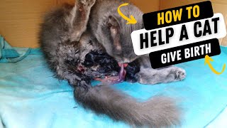 How to Help a Cat Give Birth [upl. by Adleme180]